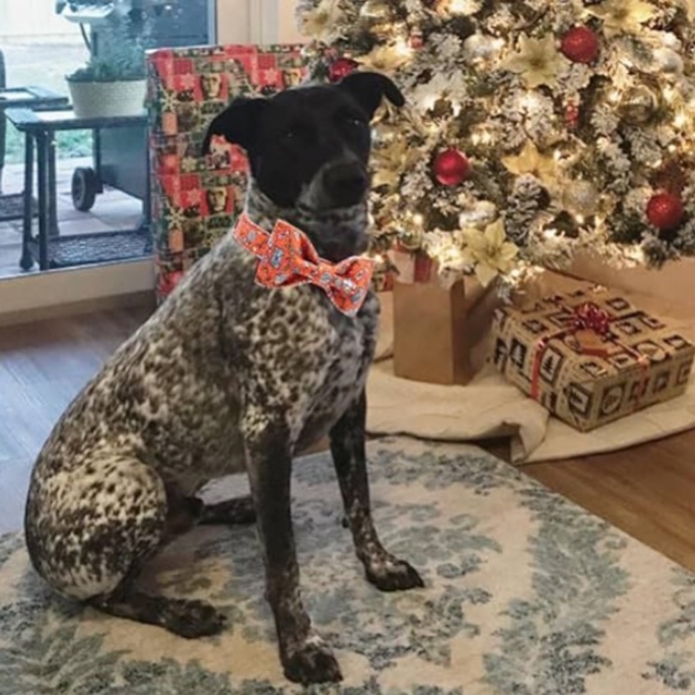Unique Style Paws Dog Collar & Bow Tie Size Small